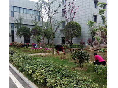 園林養(yǎng)護案例