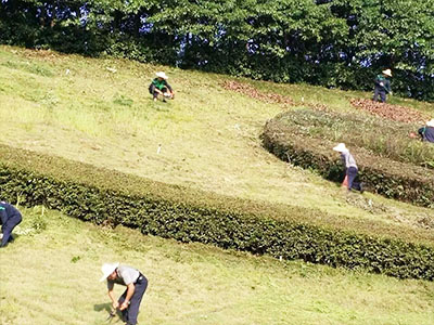 長沙市亮宇園林綠化工程有限公司,長沙園林養(yǎng)護(hù),長沙大樹移植,小型樹種及花草哪里的好