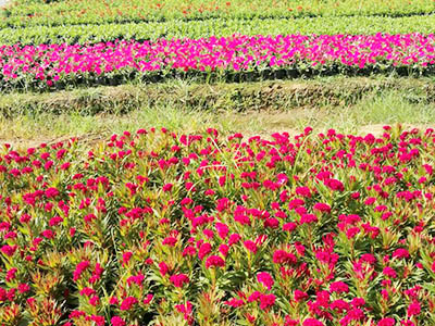 長沙市亮宇園林綠化工程有限公司,長沙園林養(yǎng)護(hù),長沙大樹移植,小型樹種及花草哪里的好